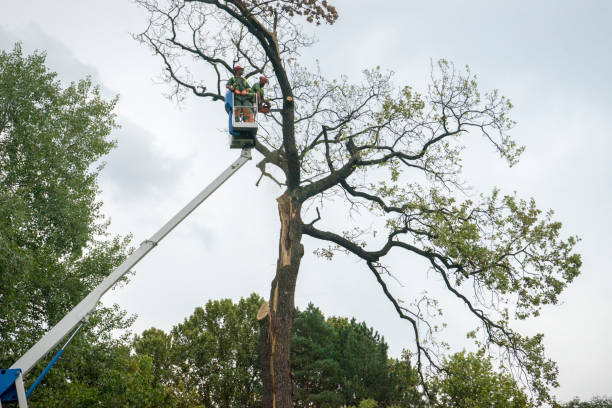 Large Tree Removal in Central Falls, RI